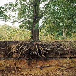 A footprint in the mud of clay soils that is pooling with water